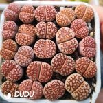 Lithops ssp. julii fuscous form EEF57(1000+pieces)