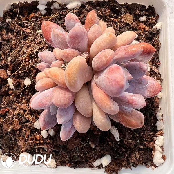 Pachyphytum Neslow Cluster - Image 1