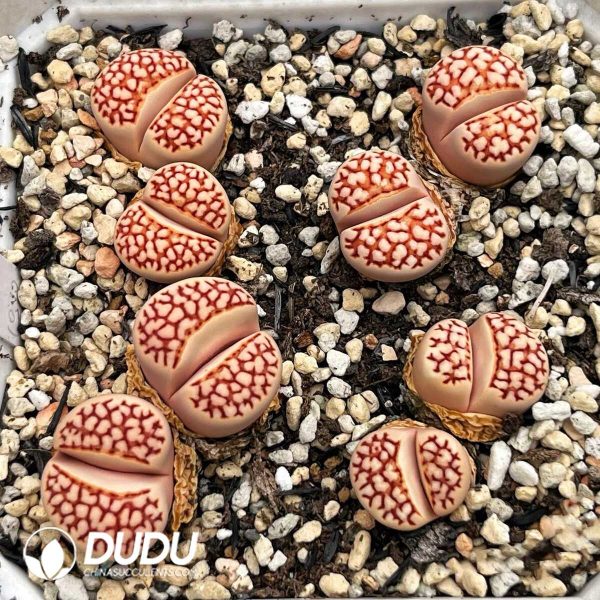 Lithops ssp. julii Red F109R(1000+pieces) - Image 1