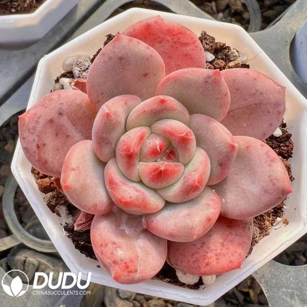 Echeveria Yangmei - Image 1