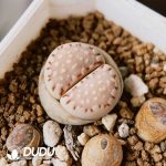 Lithops julii ssp. fulleri v. fulleri C24(1000+pieces)