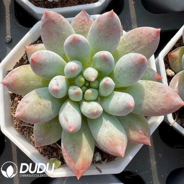 Pachyphytum Compass - Image 1