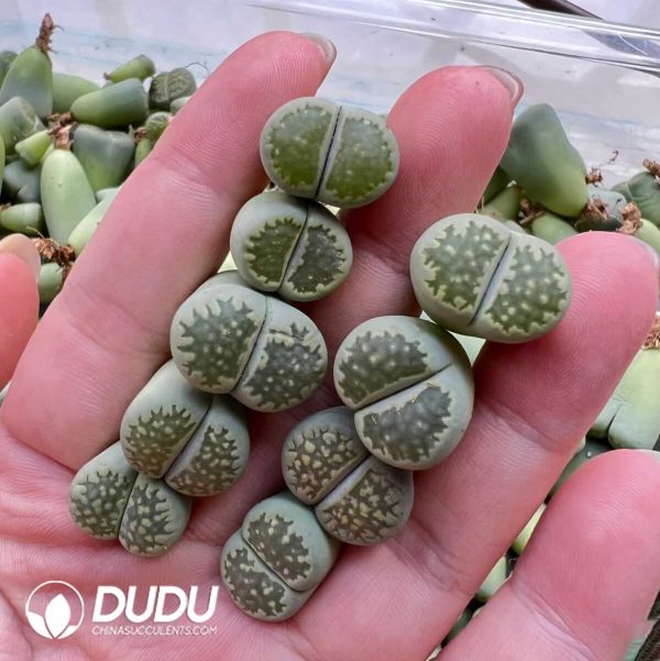 Lithops julii ssp. fulleri v. fulleri Fullergreen C56A(1000+pieces) - Image 1
