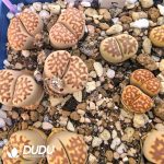 Lithops julii ssp. fulleri v. brunnea C179 (1000pcs+)