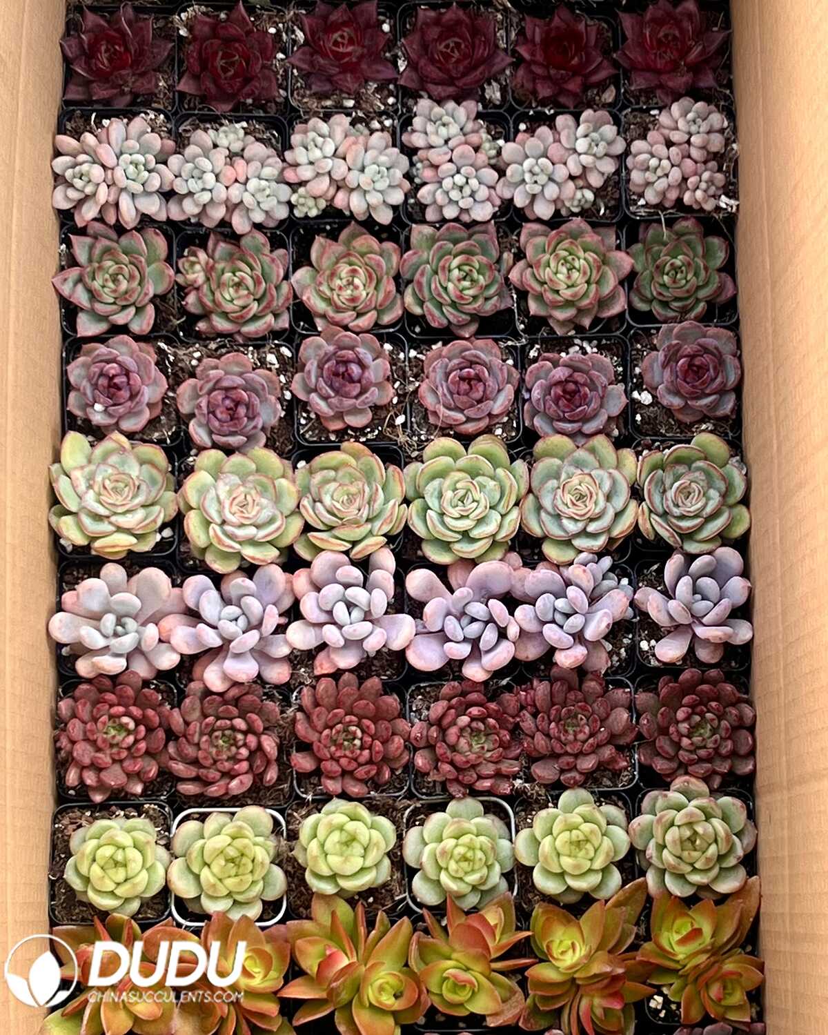 e201-66.jpg 66 Pcs Collocation - Image 1