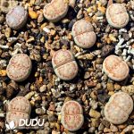 Lithops julii ssp. fulleri v. rouxii C215 (1000pcs+)