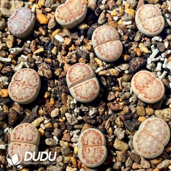 Lithops julii ssp. fulleri v. rouxii C215 (1000pcs+) - Image 1