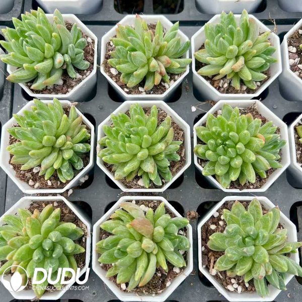 Pachyphytum Cuiguo - Image 1