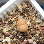 Lithops julii ssp. fulleri v. rouxii C217 (1000pcs+)
