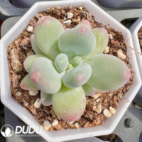 Pachyphytum Miko Milk - Image 1