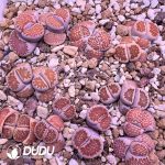 Lithops julii ssp. fulleri v. fulleri C259 Red (1000pcs+)