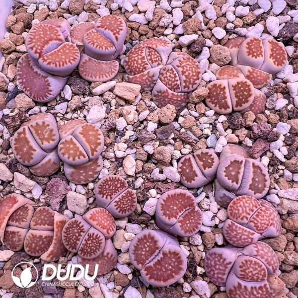Lithops julii ssp. fulleri v. fulleri C259 Red (1000pcs+) - Image 1