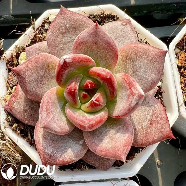 e201-69.jpg Echeveria Hongluan - Image 1