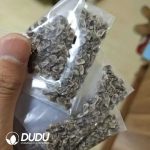 10Pcs Aloe polyphylla Seeds