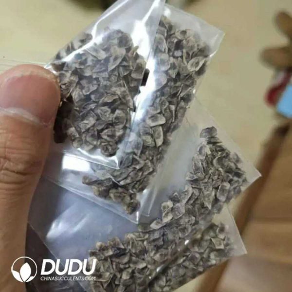 10Pcs Aloe polyphylla Seeds - Image 1