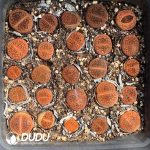 Lithops aucampiae ssp. aucampiae v. koelemanii C256??1000+ pcs??