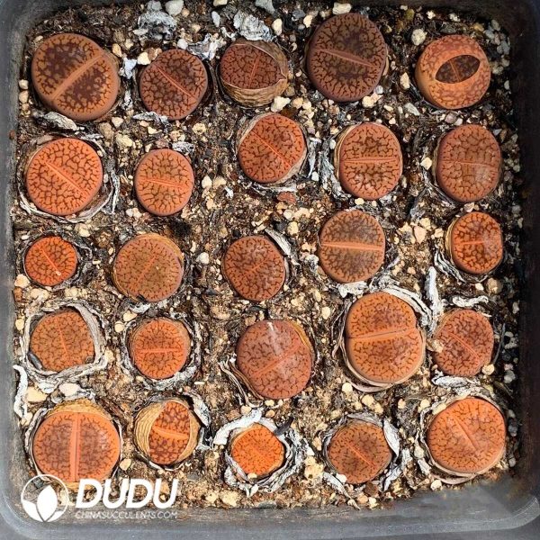 Lithops aucampiae ssp. aucampiae v. koelemanii C256??1000+ pcs?? - Image 1