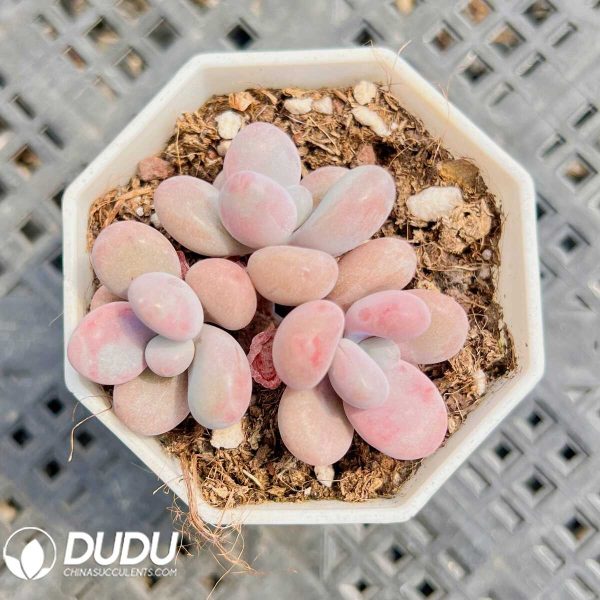 e201-7.jpg Graptopetalum Candy Amethystinum Clustering - Image 1