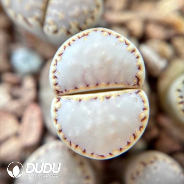 Lithops Julii ssp. Fulleri V. Rouxii C324 (500pcs) - Image 1