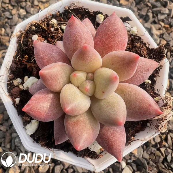 Pachyphytum Cherries - Image 1