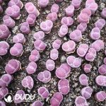 Lithops Purple Fulleri (1000pcs+)