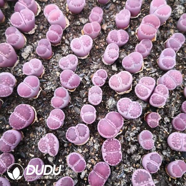 Lithops Purple Fulleri (1000pcs+) - Image 1