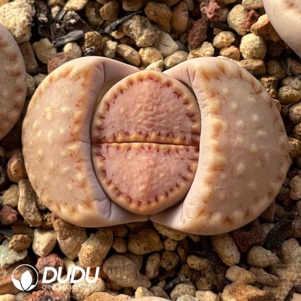 Lithops 1621.013-Julii ssp Fulleri (1000pcs+) - Image 1