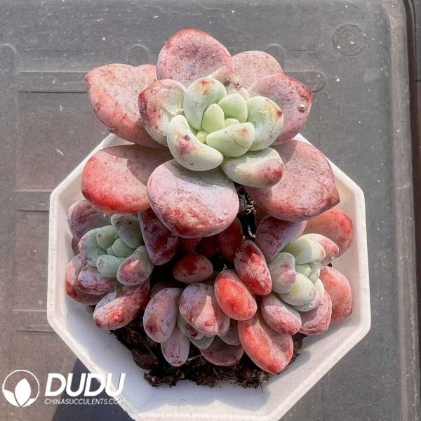 e201-72.jpg Sedum Miss Luo Qi Clustering - Image 1