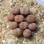 Lithops 1621.6-Julii ssp Fulleri (500pcs)