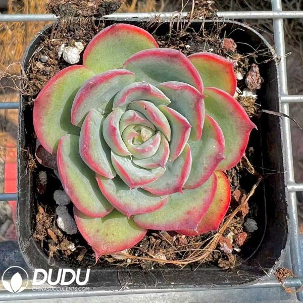 Echeveria Silhouette - Image 1