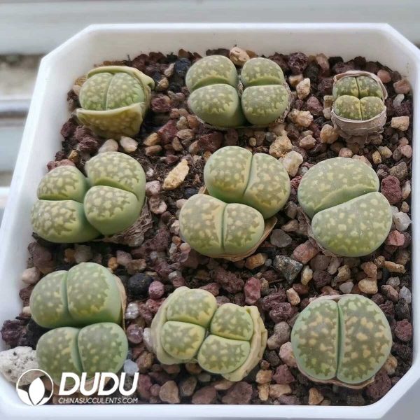 Lithops julii ssp. fulleri v. fulleri 'Fullergreen' ex S.S. (1000pcs+) - Image 1