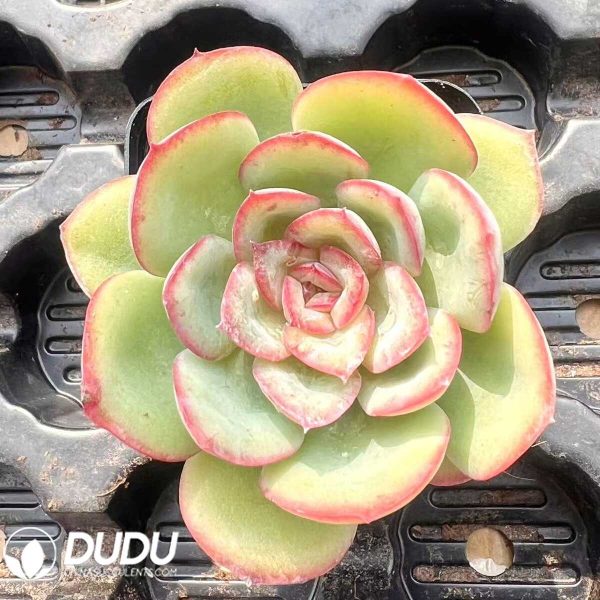 Echeveria Morning Light - Image 1