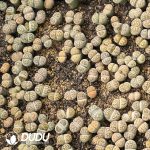 Lithops karasmontana ssp. bella C143A (1000pcs+)