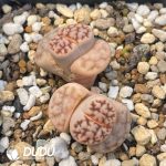 Lithops karasmontana ssp. karasmontana v. karasmontana C168 (1000pcs+)