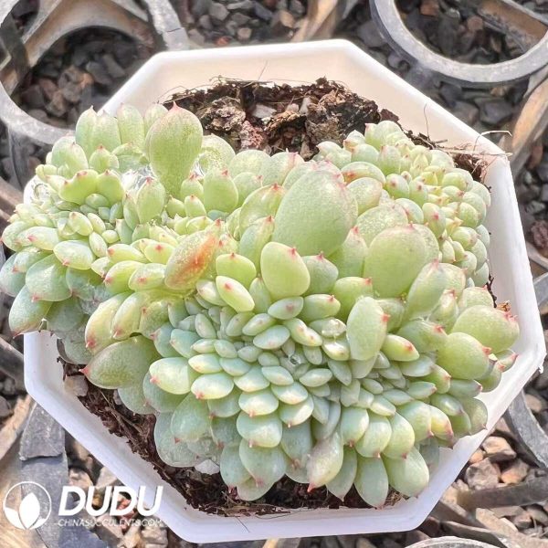 Echeveria Hani Cristata - Image 1