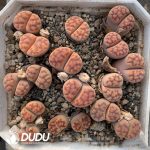 Lithops karasmontana ssp. karasmontana v. tischeri C182 (1000pcs+)