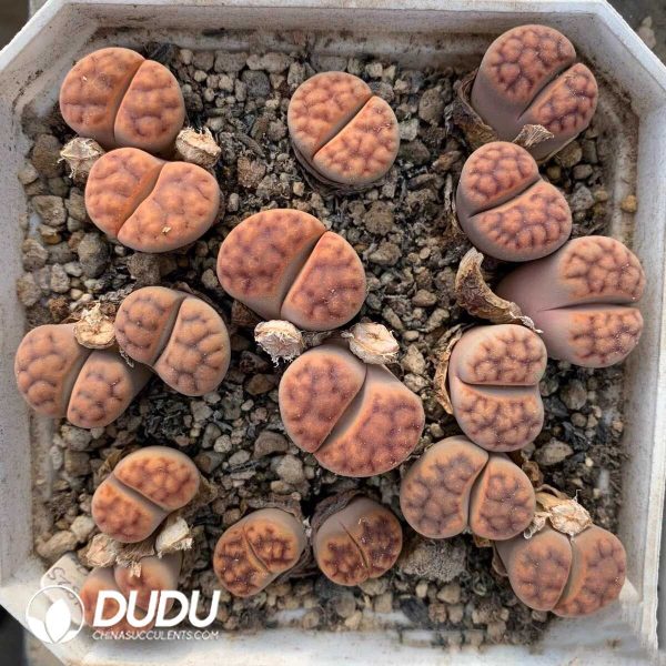 Lithops karasmontana ssp. karasmontana v. tischeri C182 (1000pcs+) - Image 1