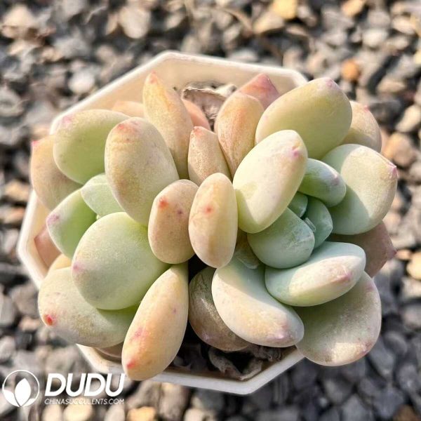 Echeveria Snow Mountain Double Heads - Image 1