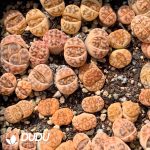 Lithops karasmontana ssp. bella C285 (1000pcs+)