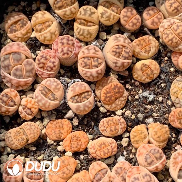 Lithops karasmontana ssp. bella C285 (1000pcs+) - Image 1