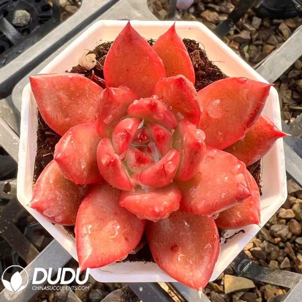 Echeveria Ritz - Image 1