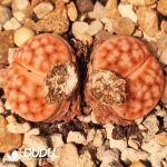 Lithops karasmontana ssp. k (syn. mickbergensis) F96E (1000pcs+)