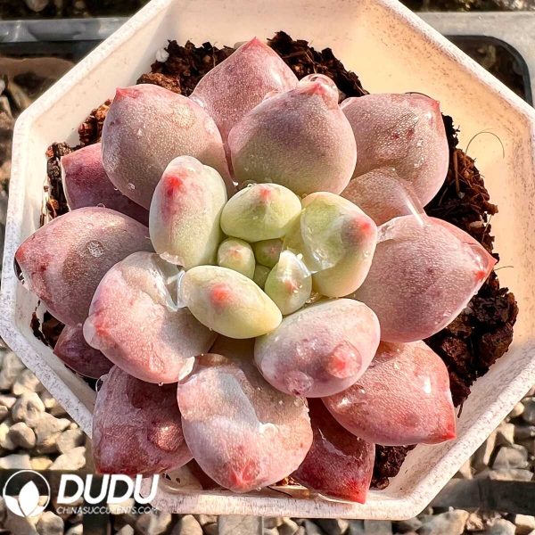 e201-79.jpg Pachyphytum Raspberry - Image 1