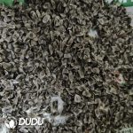 100Pcs Aloe polyphylla Seeds