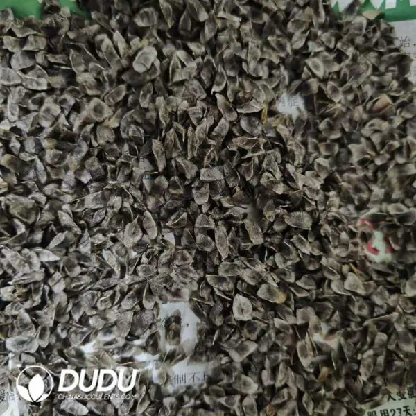 e201-8-1.jpg 100Pcs Aloe polyphylla Seeds - Image 1