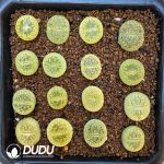 Lithops aucampiae ssp. aucampiae v. aucampiae 'Jackson??s 
Jade' Cultivar C395 (1000+ pcs??