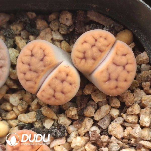 Lithops dorotheae 'De Boer'(1000+ pcs) - Image 1