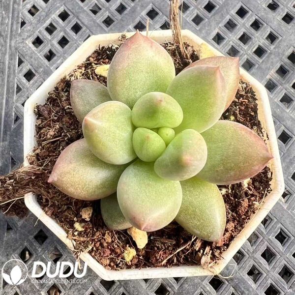 Pachyphytum Orange Miracle - Image 1