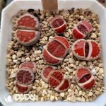 Lithops Top Red (1000+ pcs)