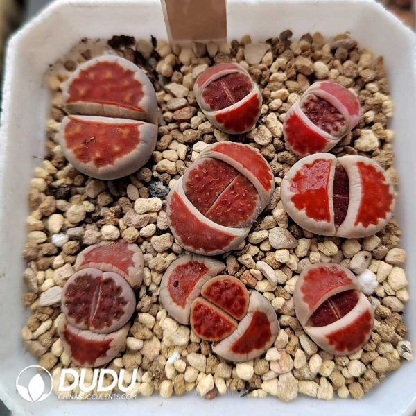 Lithops Top Red (1000+ pcs) - Image 1